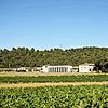 pitt-vineyard
