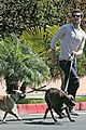 brody-dogs