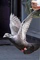 orlando-pigeon