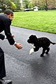 bo-obama