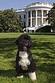 bo-obama