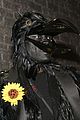 klum-crows