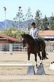 leona-horse