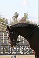 leona-horse