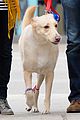 murray-dog