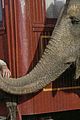 pattinson-elephants
