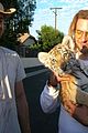 cooper-tiger