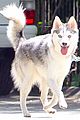 miley-floyd-walk