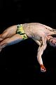 daley-prelim