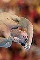 diving-finals