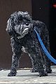 danes-dog2