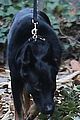 richie-dog2