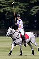 harry-polo