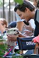 bomer-puppy