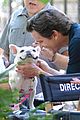 bomer-puppy