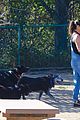 kunis-dog