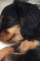 naya-puppy
