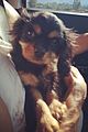 naya-puppy