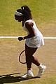 williams-wimb2