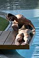 brody-pool