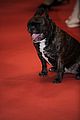 fisher-dogcannes