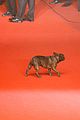 fisher-dogcannes