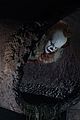 it-stills