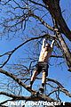 hough-tree