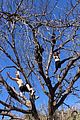 hough-tree