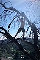 hough-tree