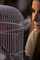 bird-spoilers