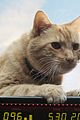 goose-cat