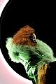 janet-celebs