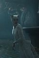 cats-trail