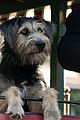 ladytramp-newtrailerdwts