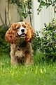 ladytramp-newtrailerdwts