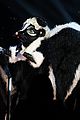 skunk-gallery-masked