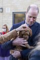 middleton-puppy