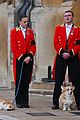 queen-pets