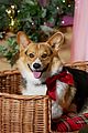 hunter-corgi