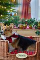 hunter-corgi