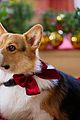 hunter-corgi