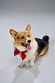 hunter-corgi