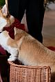 hunter-corgi