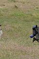 comer-setpics