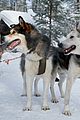 finnish-line