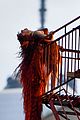 chappell-rapunzel