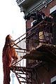 chappell-rapunzel