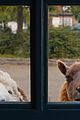 sheep-detectives