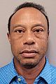 tiger-mugshot